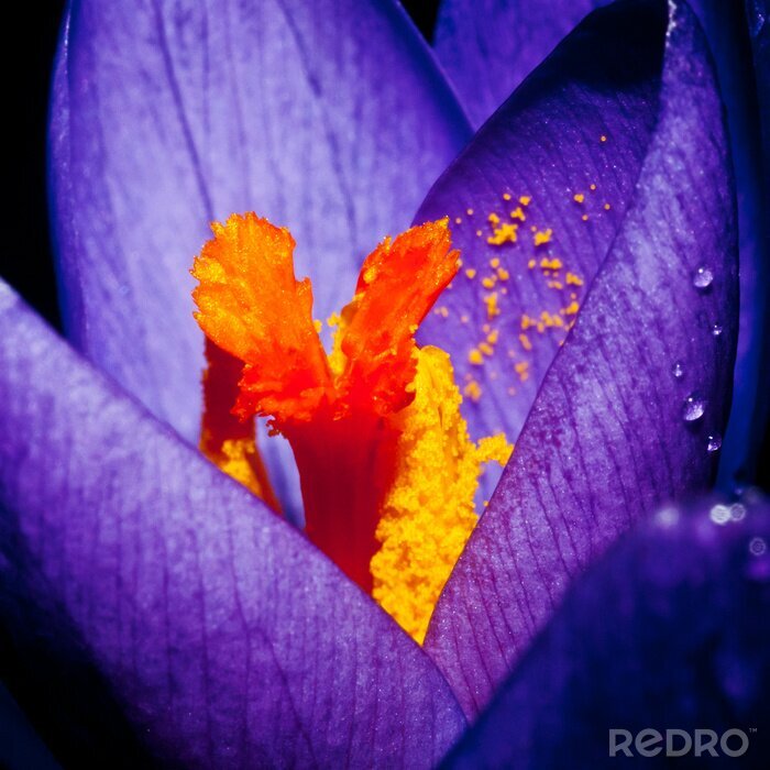 Fototapete Orangefarbener Pollen auf einer violetten Blüte