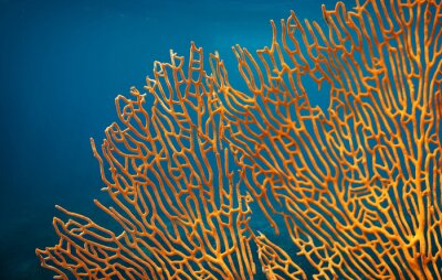 Fototapete Orangefarbenes Korallenriff auf blauem Hintergrund