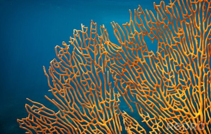 Fototapete Orangefarbenes Korallenriff auf blauem Hintergrund