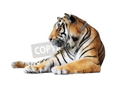 Fototapete Orangefarbenes tigerchen auf weißem hintergrund