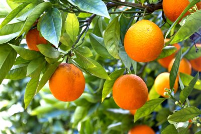 Fototapete Orangenfrüchte am Baum
