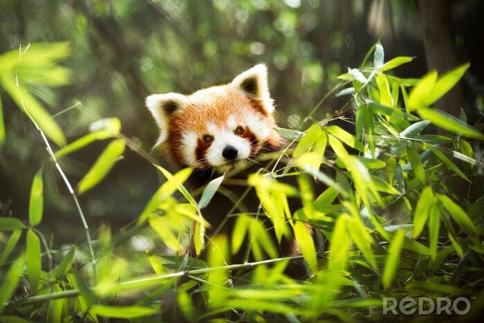Fototapete Oranger panda mit grün im hintergrund