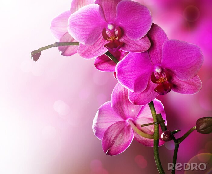 Fototapete Orchid Flower border Design