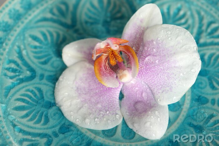 Fototapete Orchidee auf blauem Ornament