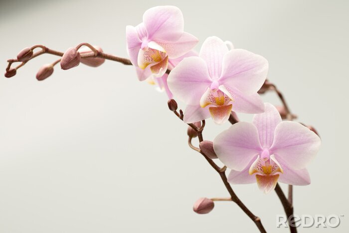 Fototapete Orchidee auf milchweißem Hintergrund