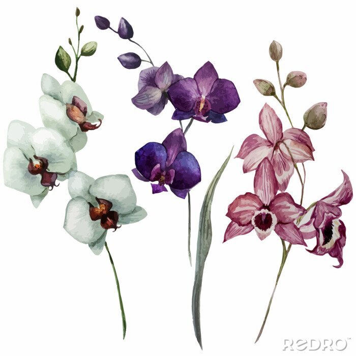 Fototapete Orchidee drei Trieben in verschiedenen Farben