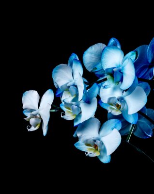 Fototapete Orchidee in Blau
