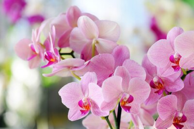 Orchidee in Puderrosa