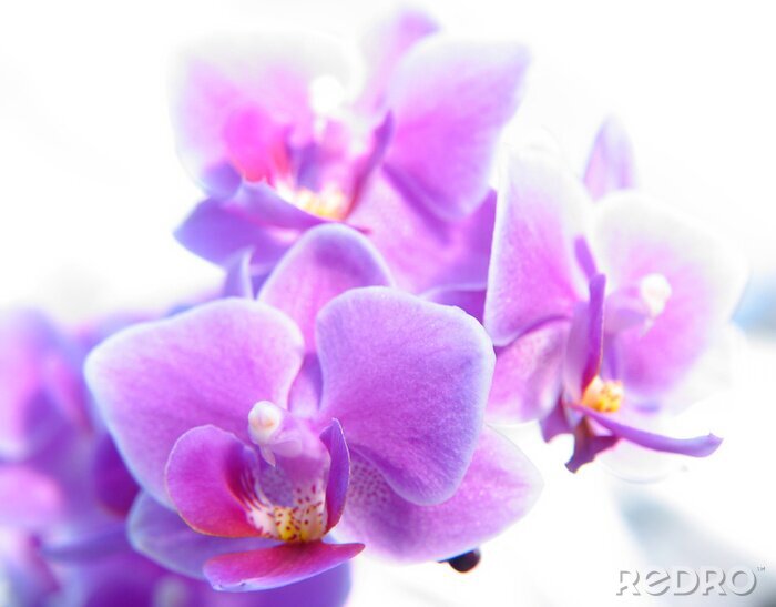 Fototapete Orchidee lila in hellen Tönen