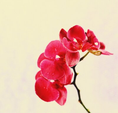 Fototapete Orchidee pink Blumen auf pastellfarbenem Hintergrund