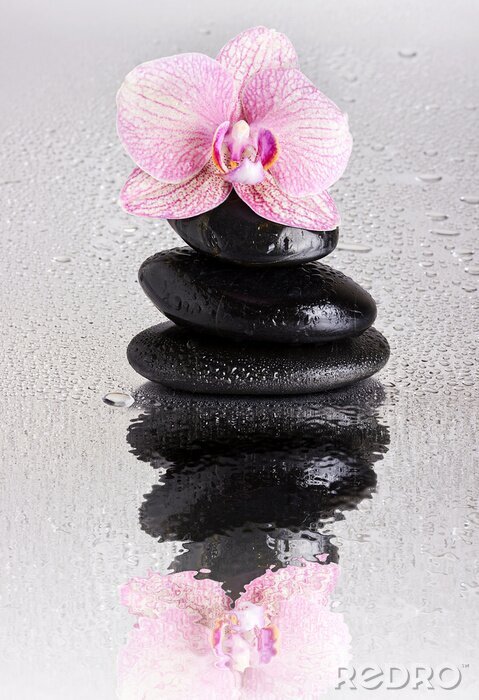 Fototapete Orchidee pink Steine und Wassertropfen
