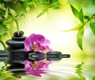 Fototapete Orchidee Steine und grüne Pflanzen