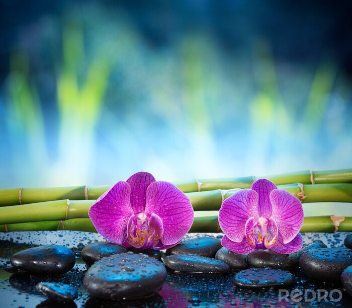 Fototapete Orchidee Steine und Pflanzen