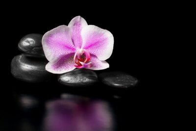 Orchidee und Steine auf schwarzem Hintergrund