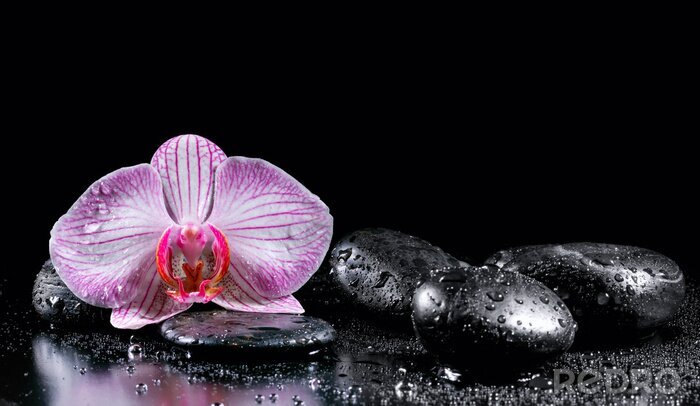 Fototapete Orchidee und Wassertropfen auf Steinen
