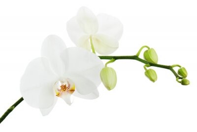 Orchidee Weiße und heller Hintergrund