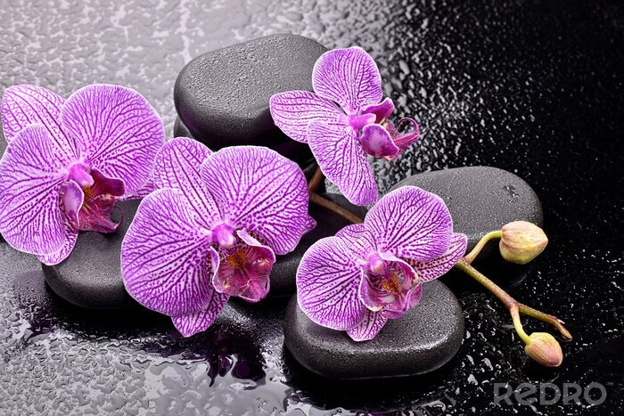 Fototapete Orchidee zwischen Steinen