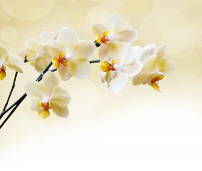 Fototapete Orchideen auf abstraktem Hintergrund