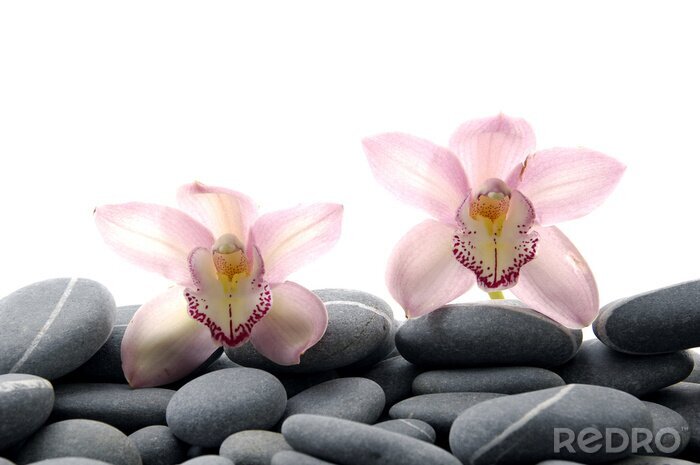 Fototapete Orchideen auf kleinen Steinen