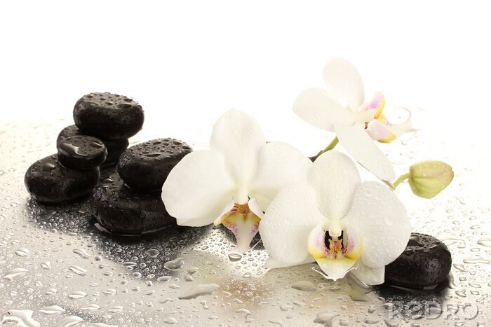 Fototapete Orchideen SPA-Steine und Wassertropfen