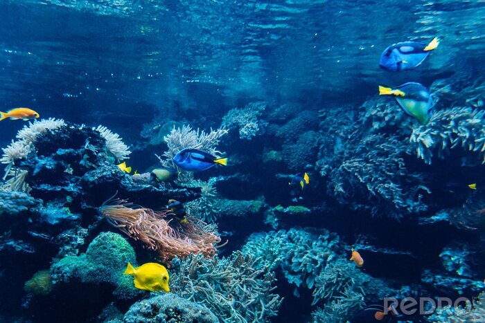 Fototapete Ozean-Korallenriff
