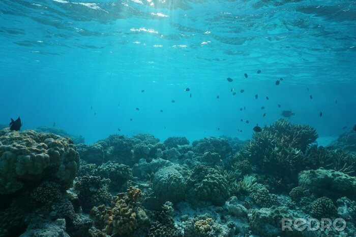 Fototapete Ozeanboden mit Korallenriff