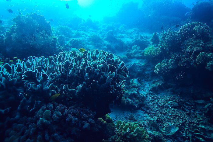 Fototapete Ozeanboden und Korallenriff