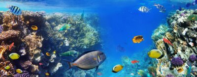 Fototapete Ozeanische Fische und Korallenriff