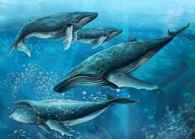 Ozeanische Wale