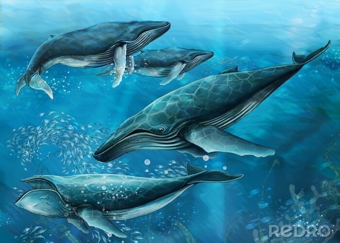 Fototapete Ozeanische Wale