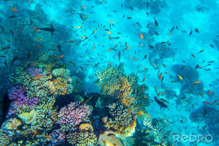 Fototapete Ozeanisches Korallenriff