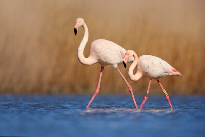 Paar Flamingos, die im Wasser waten