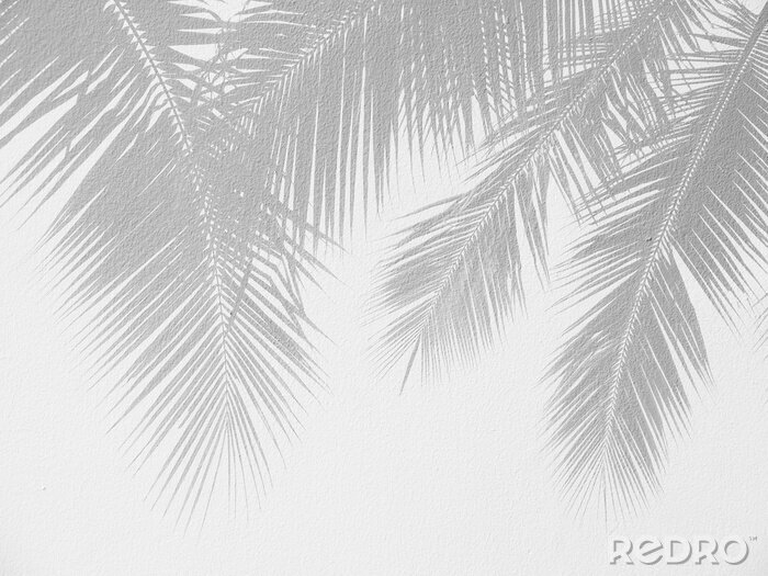 Fototapete Palm leaf shadows on a white wall