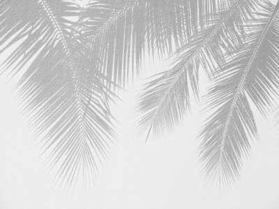 Fototapete Palm leaf shadows on a white wall