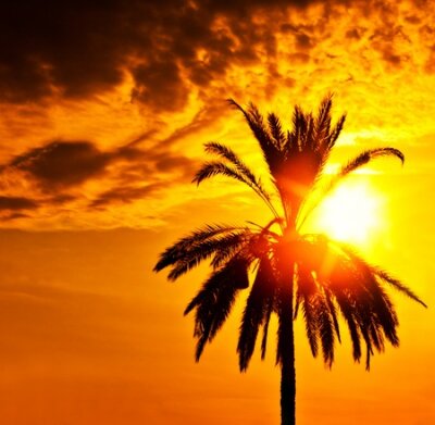 Fototapete Palm tree silhouette over sunset, beautiful summertime holidays background, romantic tropical beach vacation, dramatic dark orange sky with bright sun light, peaceful nature landscape 