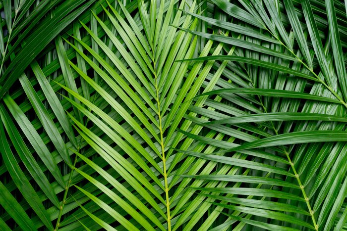 Fototapete Palmblätter