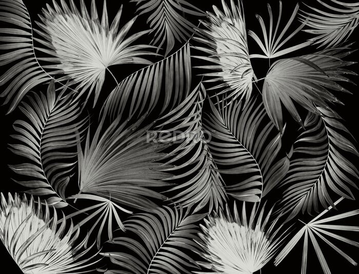 Fototapete Palmblätter auf schwarzem Hintergrund
