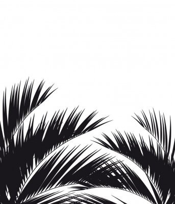 Fototapete Palmblätter in Schwarz und Weiß