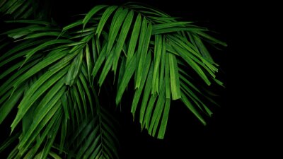 Fototapete Palmblatt auf schwarzem Hintergrund