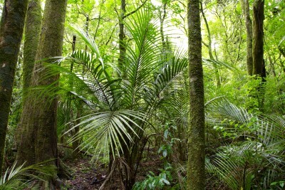 Fototapete Palme im tropischen Dschungel