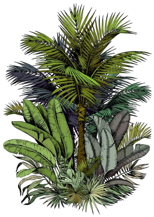 Fototapete Palme und Blätter wie gemalt