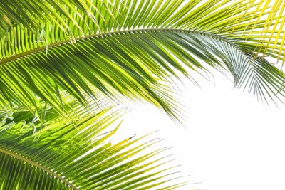 Fototapete Palme und grüne Blätter