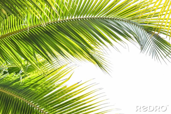 Fototapete Palme und grüne Blätter