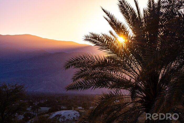 Fototapete Palme vor dem Hintergrund der Landschaft