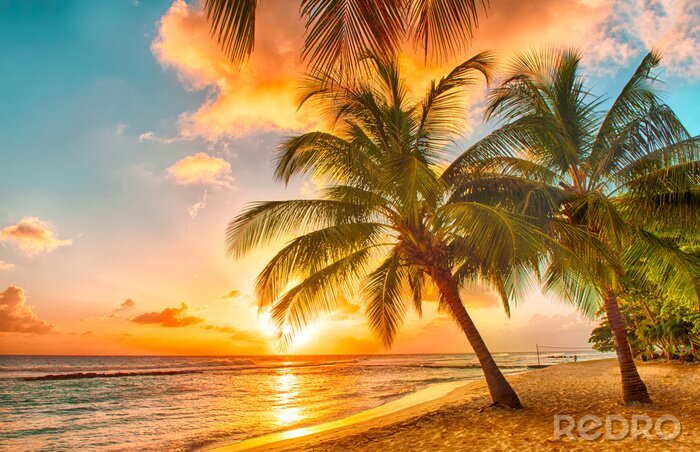 Fototapete Palmen auf Barbados