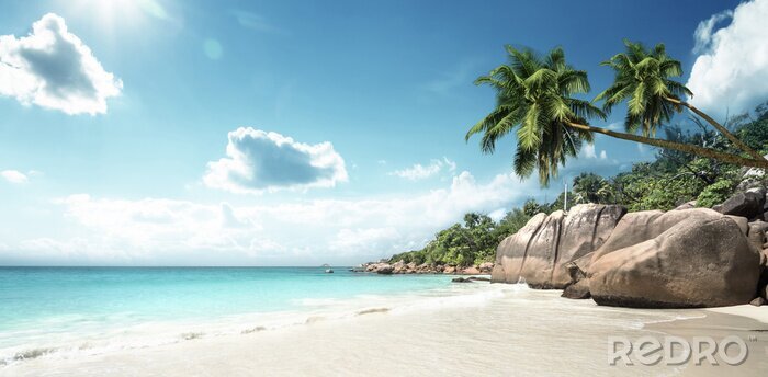 Fototapete Palmen auf den Seychellen