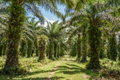 Fototapete Palmen auf Madagaskar