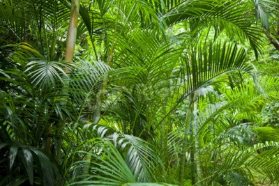 Fototapete Palmen im grünen Dschungel