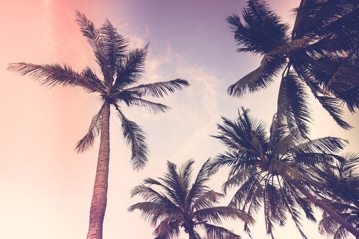 Fototapete Palmen im Retro-Stil 3D