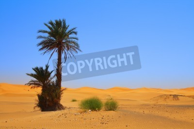 Fototapete Palmen in der Wüste